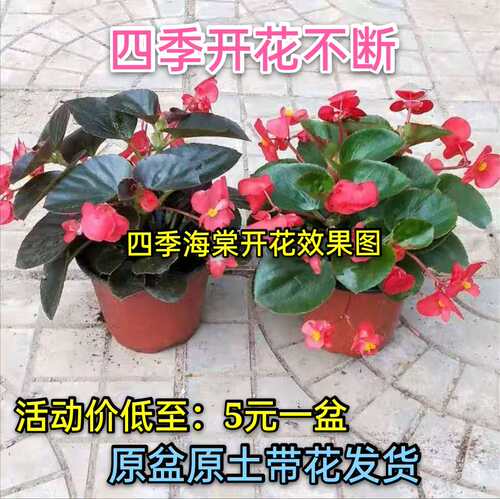 秋海棠花质量怎么样 秋海棠花口碑怎么样 小麦优选