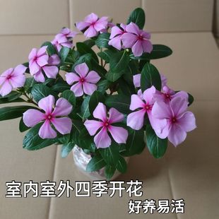 木本长春花盆栽天天开五叶梅四季开花不断好养室内阳台庭院多年生
