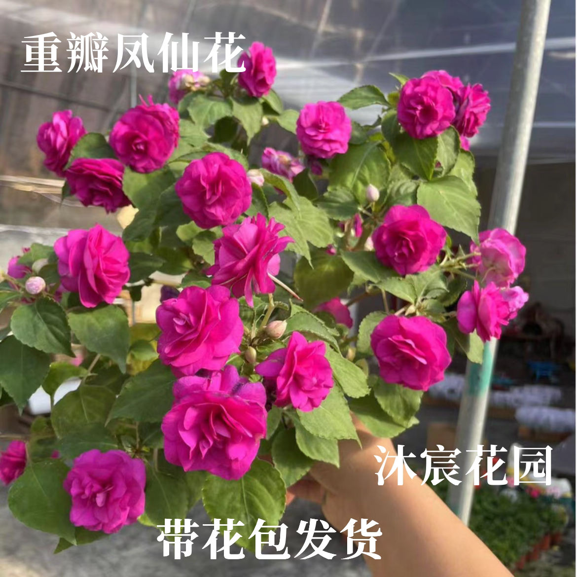 凤仙花大苗只带花苞盆栽四季花多年生阳台庭院玻璃翠重瓣水梅花