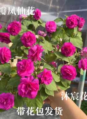 凤仙花大苗只带花苞盆栽四季花多年生阳台庭院玻璃翠重瓣水梅花