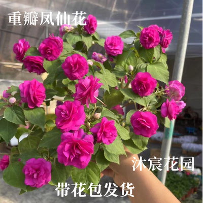 凤仙花大苗只带花苞盆栽四季花多年生阳台庭院玻璃翠重瓣水梅花
