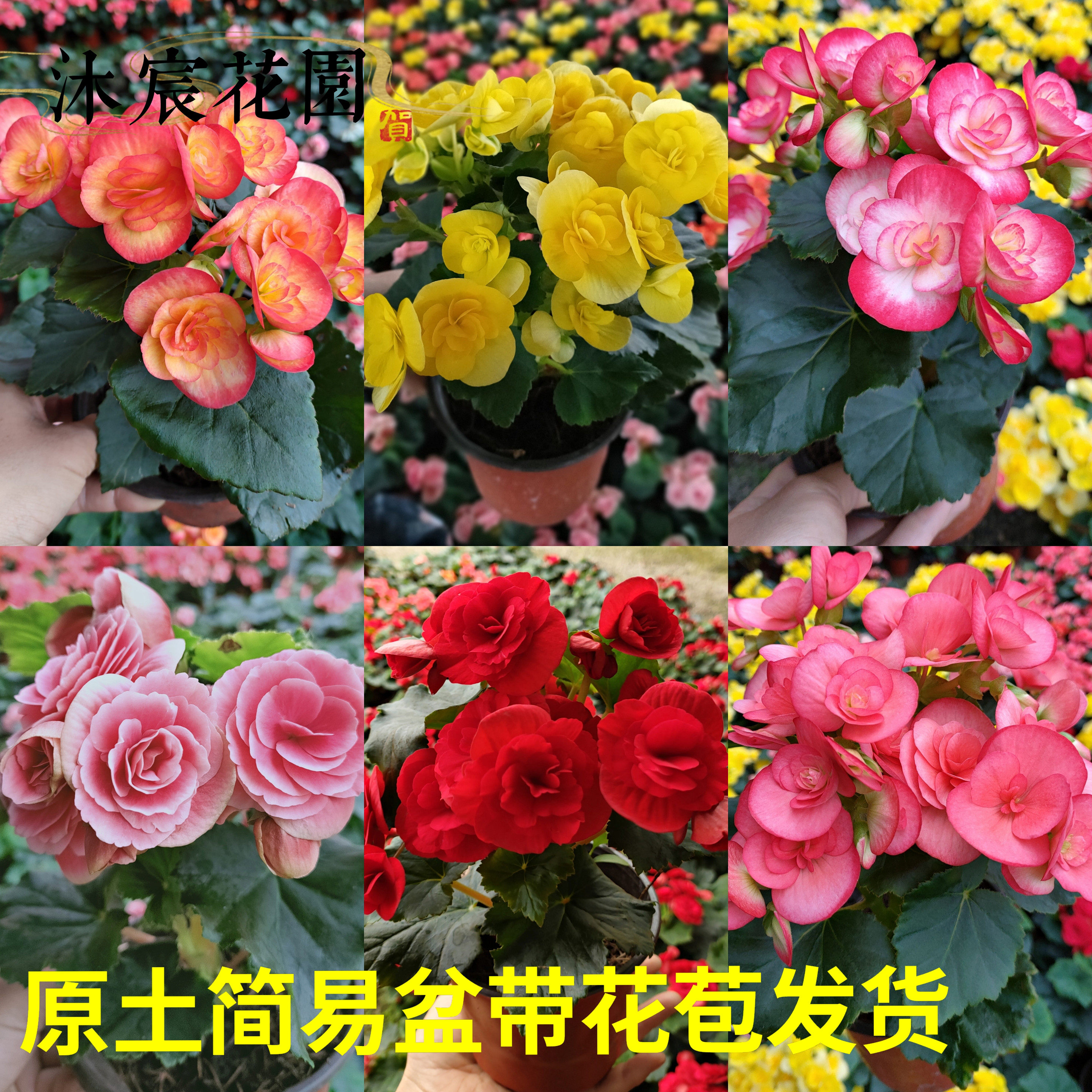 丽格海棠花盆栽重瓣海棠四季带花图片