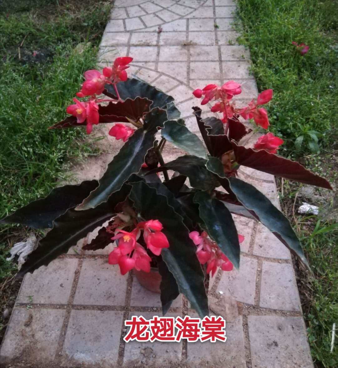 龙翅海棠花盆栽竹节秋海棠花玻璃海棠四季开花带花发货阳台客厅窗
