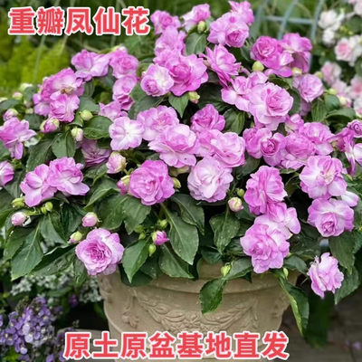 重瓣凤仙花盆栽水梅花四季开花不断阳台办公室庭院观花观叶好养