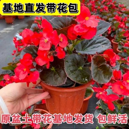 四季秋海棠花苗盆栽大花玻璃翠带花苞小花阳台庭院多年生易活