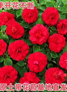 重瓣凤仙花玻璃翠盆栽水梅花四季花阳台好养喜阳懒人带花苞大苗