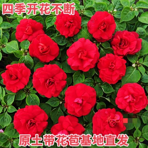 重瓣凤仙花玻璃翠盆栽水梅花四季花阳台好养喜阳懒人带花苞大苗