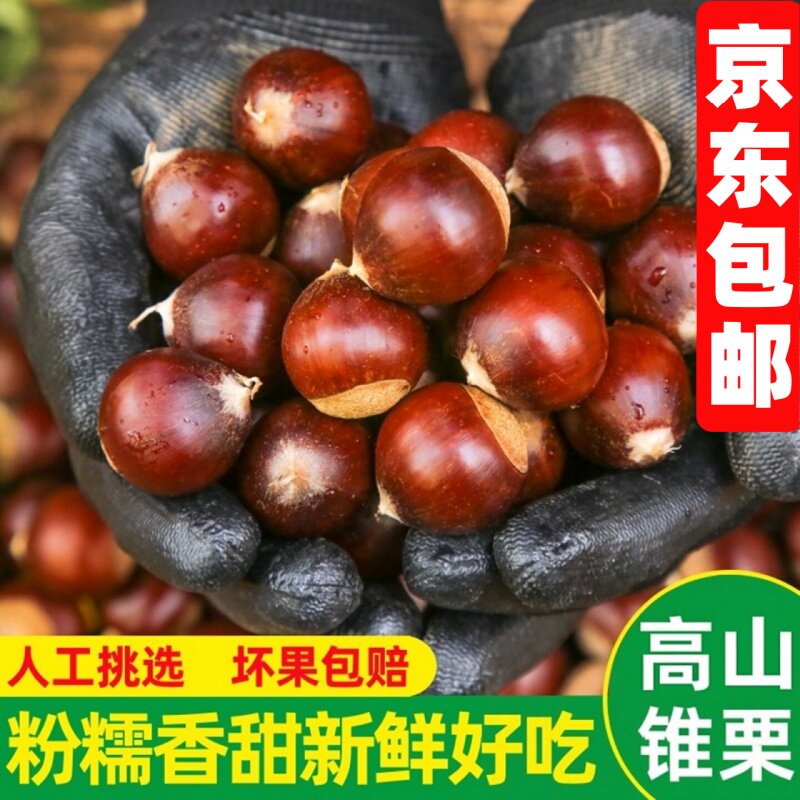 2026年新下树现摘板栗生