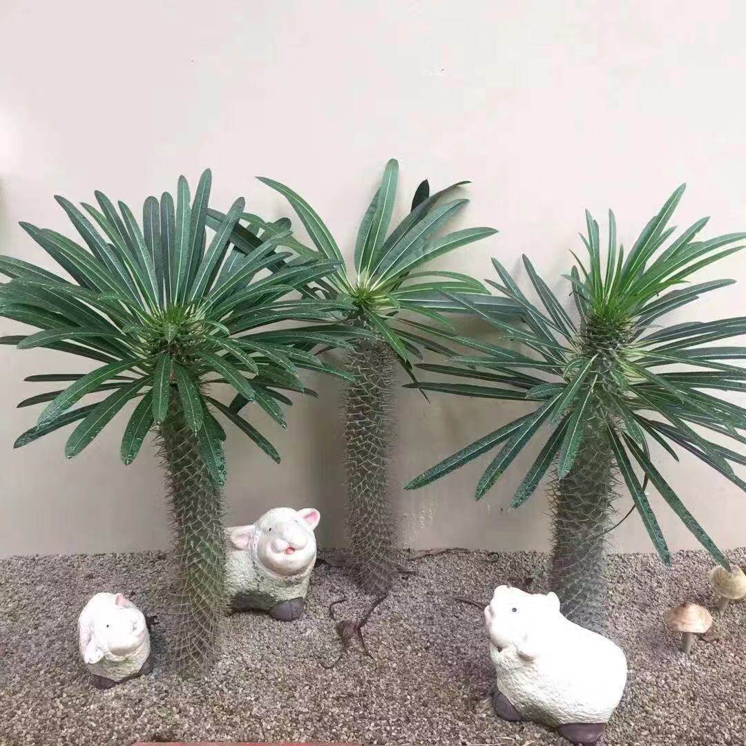 somi北京非洲霸王树盆栽棒槌树盆栽耐旱沙生植物多肉植物净化空气