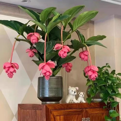 龙鑫荷兰进口宝莲灯室内花卉