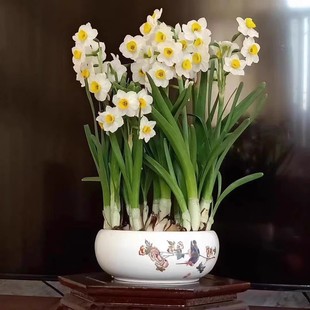 水仙花 北京热卖室内年宵花带花带苞 有香味桌面绿植盆栽四季好养