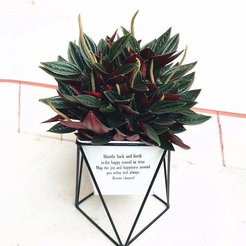 somi北京红天使椒草植物净化空气 红背椒草室内小盆栽绿植