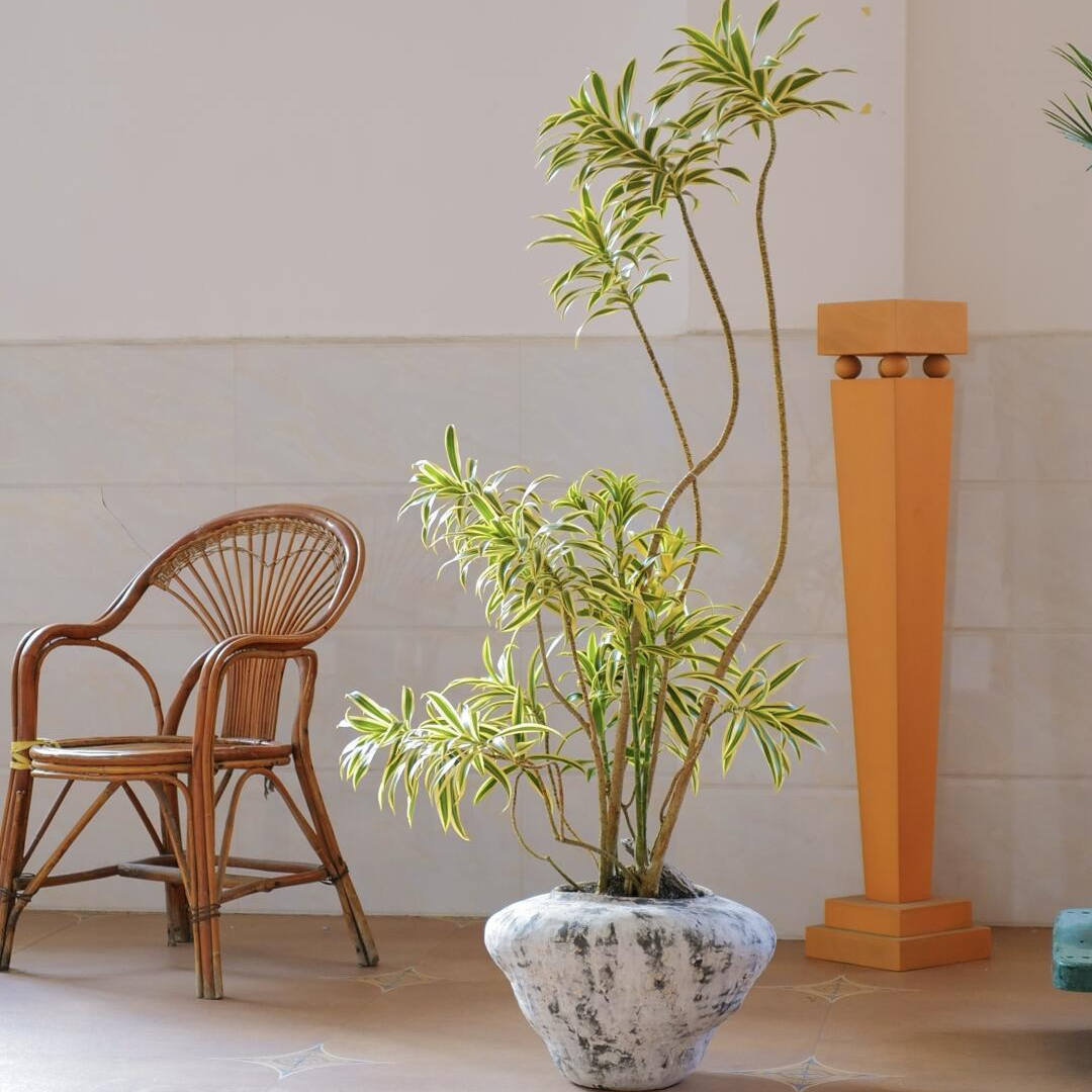 龙鑫造型黄金百合竹大型绿植