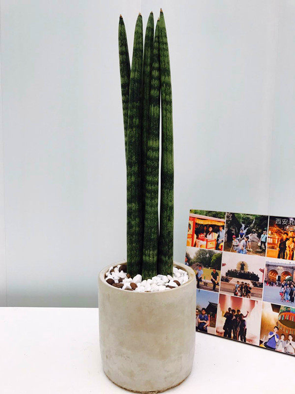 somi棍棒虎皮兰圆叶虎皮兰盆栽佛前香室内净化空气观叶植物盆景