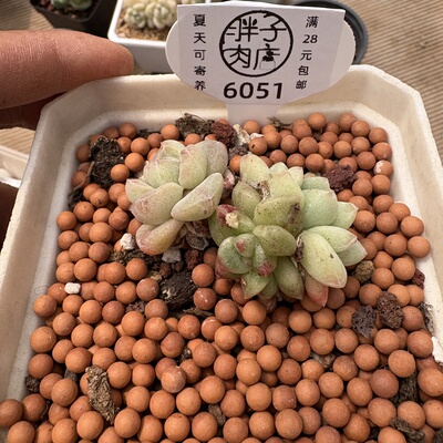 6051 绿体冰玉石化三头