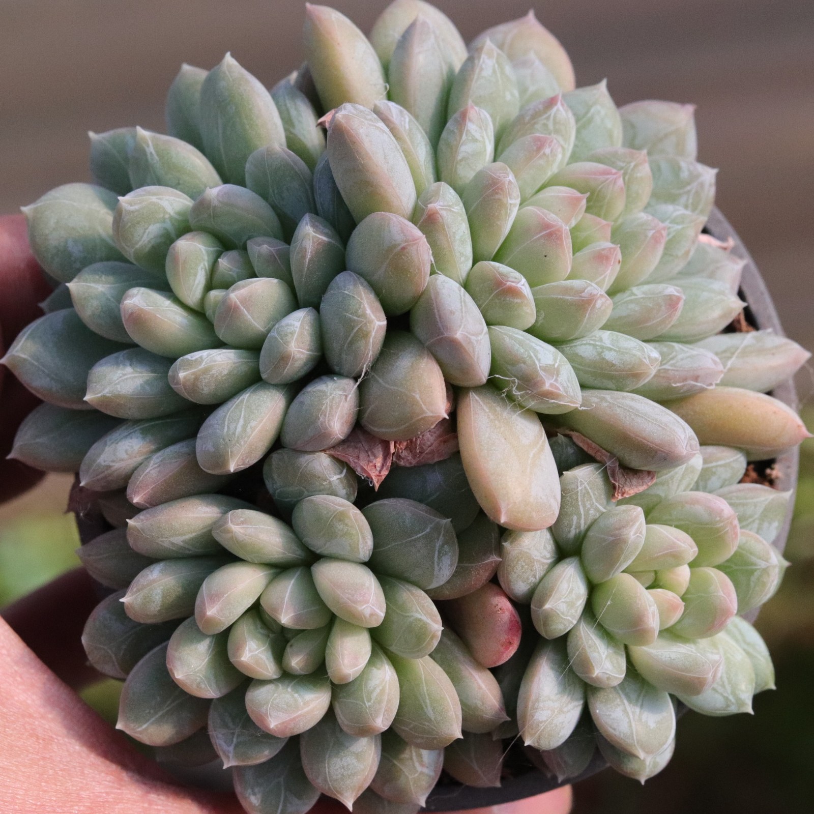 百达翡翠多肉 群生暗纹多肉植物 实物拍摄 云南多肉基地