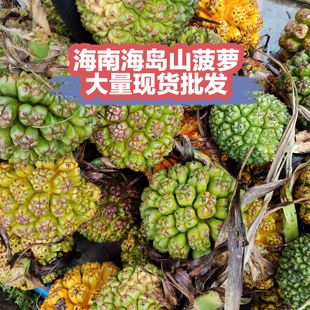 海南现摘新鲜勒古子天然露兜果山菠萝野菠萝凉茶滴血莲花清热除湿