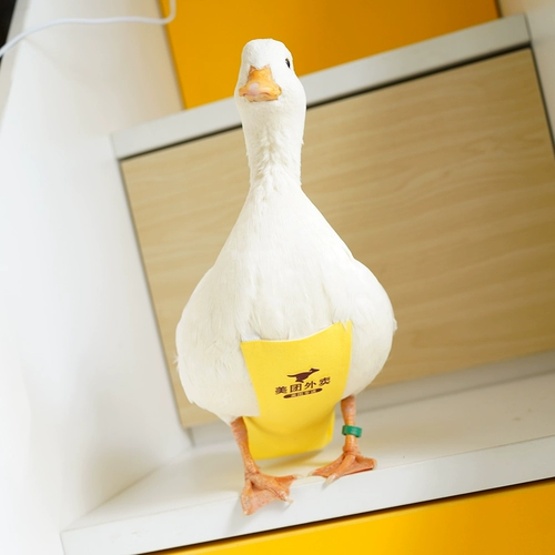 Моча моча мочи мочи питомца без мочи без влажных подгузников, артефакты свободного