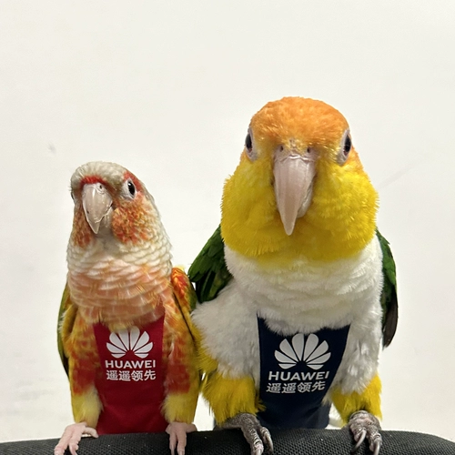 Седьмая генерационная моча не мокрый, навоз, навоз, навоз, брюки, одежда, логотип летающих птиц, повторное использование