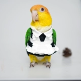 Милое платье, штаны, косплей, стиль Лолита