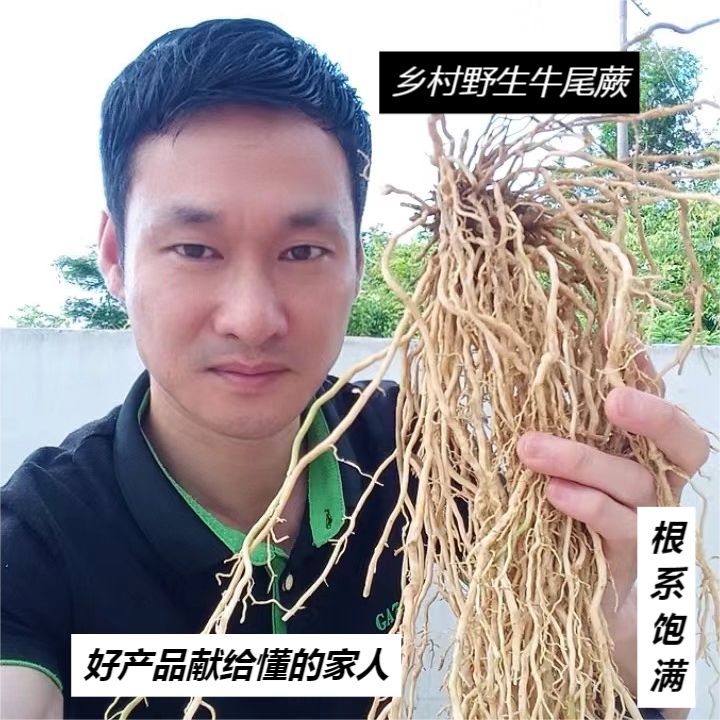 牛尾菜野挖春根草牛尾蕨结土春根大伸筋大通根干品500g