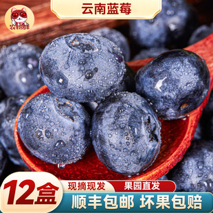 【12盒】云南蓝莓鲜果特大礼盒高山新鲜水果整箱礼盒应季5斤蓝梅