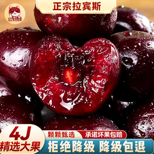 4j 智利进口车厘子拉宾斯特大5斤3新鲜孕妇樱桃水果桑提娜礼盒