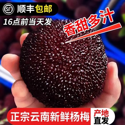 正宗云南杨梅新鲜水果杨梅鲜果特大现摘现发大果礼盒顺丰包邮