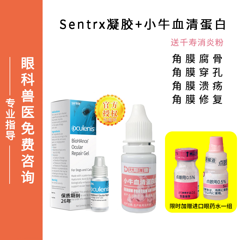 溃疡狗眼睛穿孔角膜溶解腐骨眼药