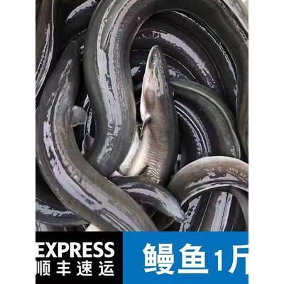 江苏鳗鱼苗白鳝塘淡水河