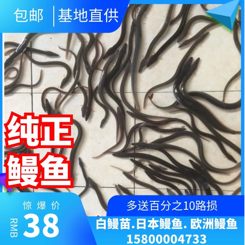活体鳗鱼苗淡水鱼塘养殖河鳗鱼苗 白鳗鲡苗 白鳝鱼苗江鳗白鳗鱼苗,宠物/宠物食品及用品,鱼,淘宝优惠券,粉丝福利购,淘宝优惠卷