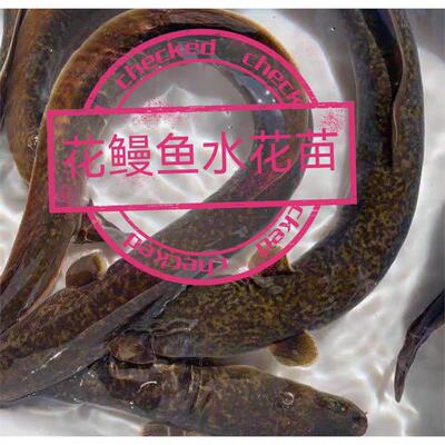 花鳗水花苗水库金色河鲜