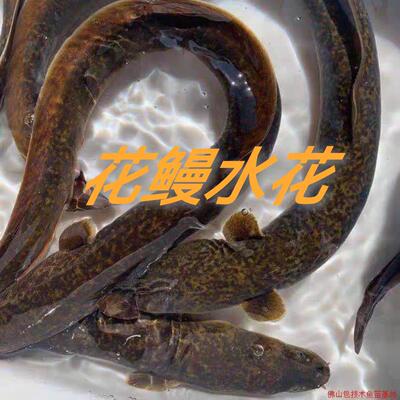 花鳗水花苗水库金色河鲜
