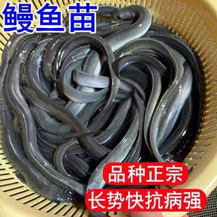 湖北鳗鱼苗白鳝鱼苗鱼塘江鳗白鳗鱼苗淡水河鳗鱼苗养殖花鳗鱼苗