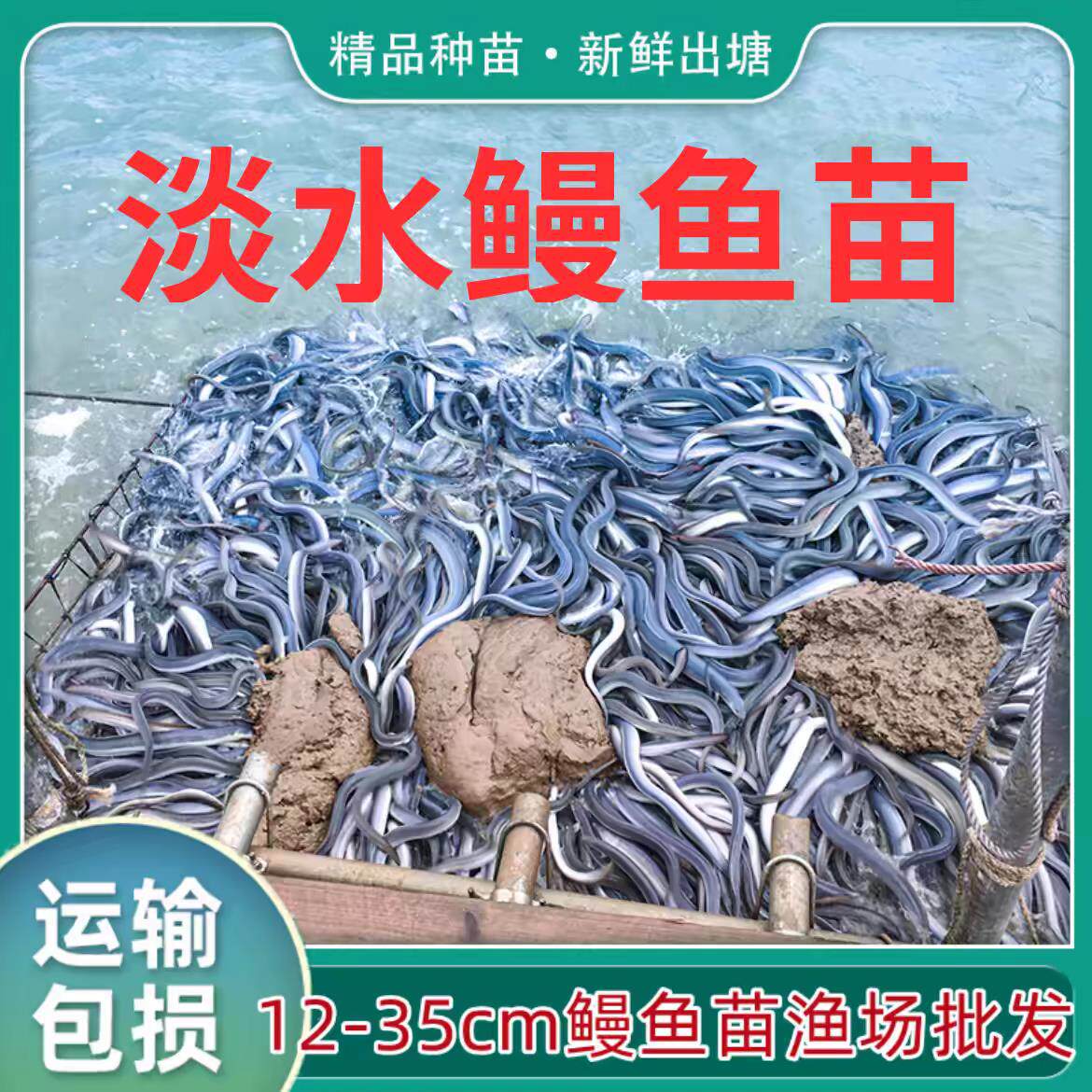 淡水鳗鱼苗白鳗苗鱼塘养殖河鳗苗鱼淡水鱼苗鱼塘鱼苗白鳝鱼养鱼