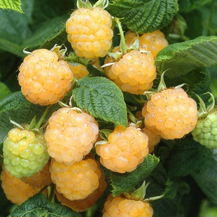 天狼丁康金秋树莓阳台庭院家庭喜光耐寒观赏性可食用易养果树