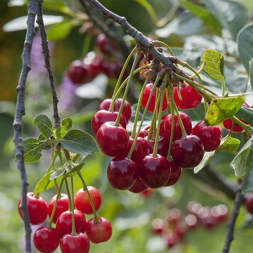 天狼樱桃阳台庭院花园多季可种植果树果苗裸根黑珍珠红妃布鲁克斯