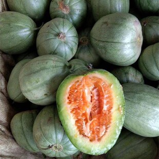 芝麻蜜甜瓜种苗脆甜绿皮芝麻酥香瓜种籽春季四季农家菜园水果种苗