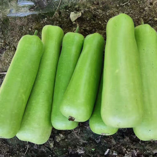 翠佳瓠瓜种子甜芋瓠短棒形瓠瓜蒲瓜种苗四季盆栽阳台春夏瓠瓜种苗