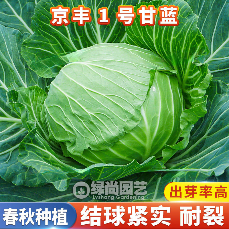 京丰一号甘蓝种子一代杂交绿甘蓝包心菜包菜种籽中熟丰产蔬菜种子,鲜花速递/花卉仿真/绿植园艺,家庭园艺种子,淘宝优惠券,粉丝福利购,淘宝优惠卷