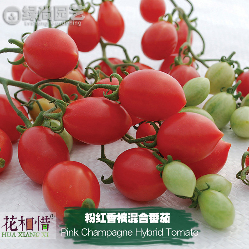 粉红香槟混合番茄种子进口西红柿四季盆栽蔬菜种籽瓜果樱桃番茄苗,鲜花速递/花卉仿真/绿植园艺,家庭园艺种子,淘宝优惠券,粉丝福利购,淘宝优惠卷