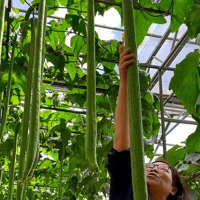 特长丝瓜种苗四季丝瓜肉丝瓜籽早熟种籽阳台小院蔬菜庭院盆栽种植