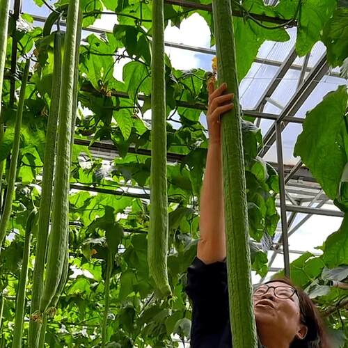 特长丝瓜种苗四季丝瓜肉丝瓜籽早熟种籽阳台小院蔬菜庭院盆栽种植