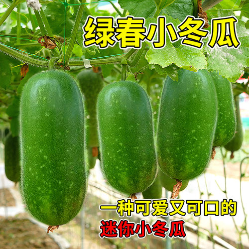 津耘绿春小冬瓜种苗小节瓜种籽绿皮早熟高产春季四季蔬菜苗幼苗孑