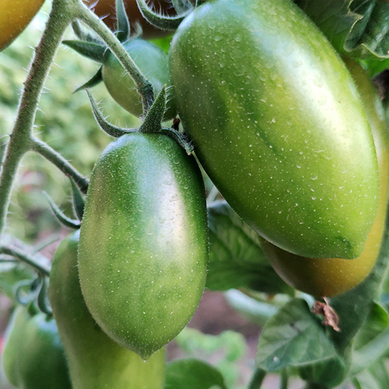 绿宝石番茄种苗猕猴桃口味樱桃小番茄种籽阳台盆栽绿皮圣女果种苗,鲜花速递/花卉仿真/绿植园艺,家庭园艺种子,淘宝优惠券,粉丝福利购,淘宝优惠卷