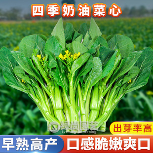 四九菜心种子绿菜薹白菜苔种籽菜芯四季阳台盆栽庭院种植蔬菜种子