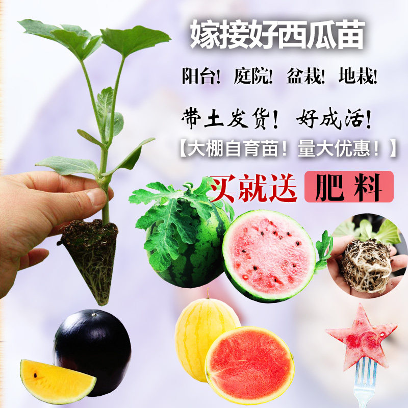 西瓜苗四季素材模板 西瓜苗四季图片下载 小麦优选