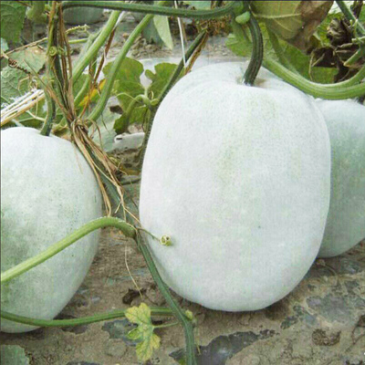 一串铃小冬瓜秧苗迷你绿春