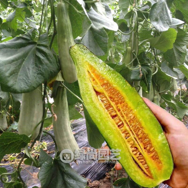 羊角蜜甜瓜种子绿香瓜种籽水果甜瓜苗阳台庭院盆栽四季播蔬菜种苗,鲜花速递/花卉仿真/绿植园艺,家庭园艺种子,淘宝优惠券,粉丝福利购,淘宝优惠卷