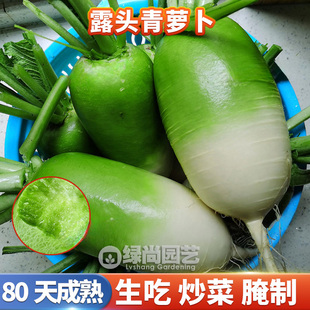 露头青萝卜种子脆甜青水果萝卜种籽青萝卜四季盆栽速生蔬菜种子孑